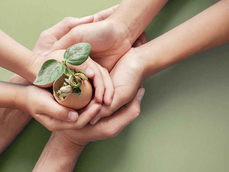 Roślina rosnąca w skorupce jajka wśród dłoni