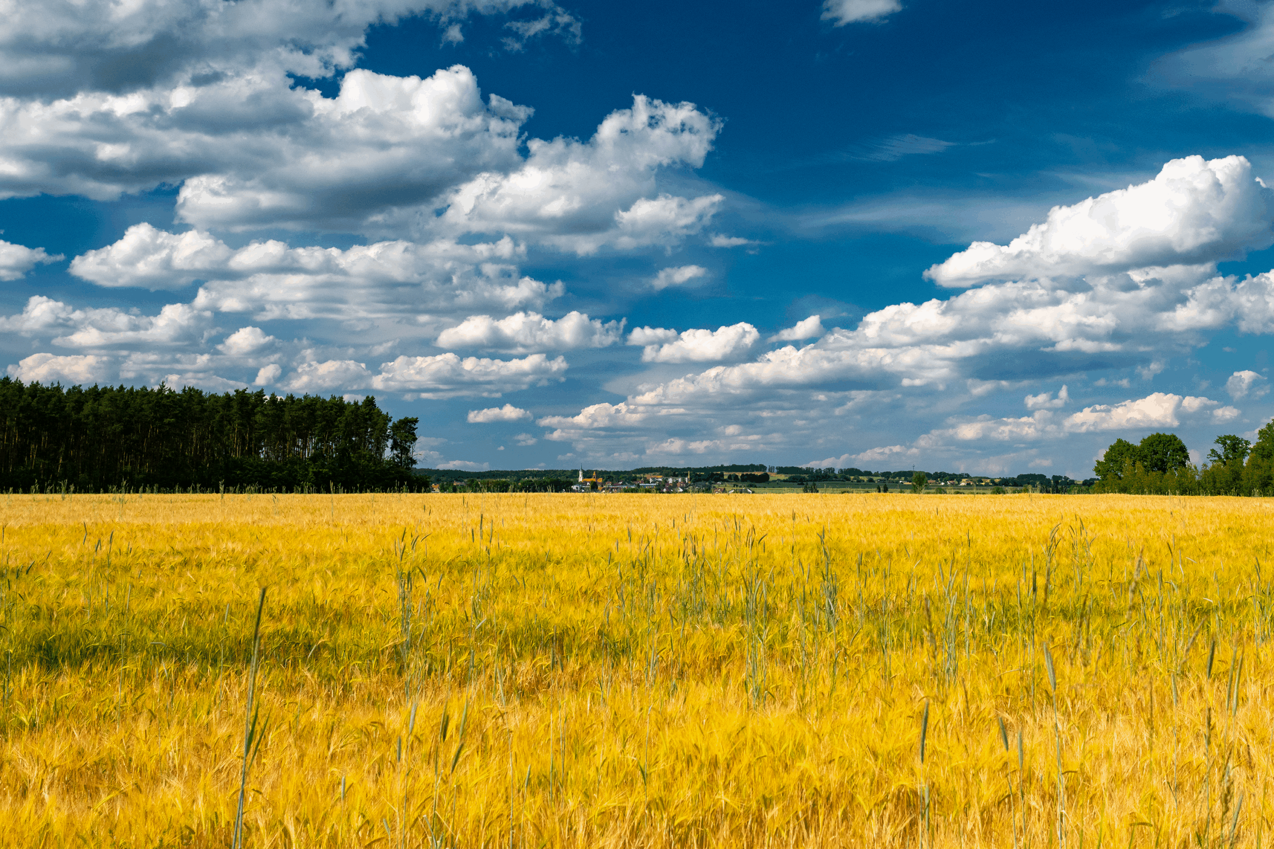 _DSC6504 pole Koźlice